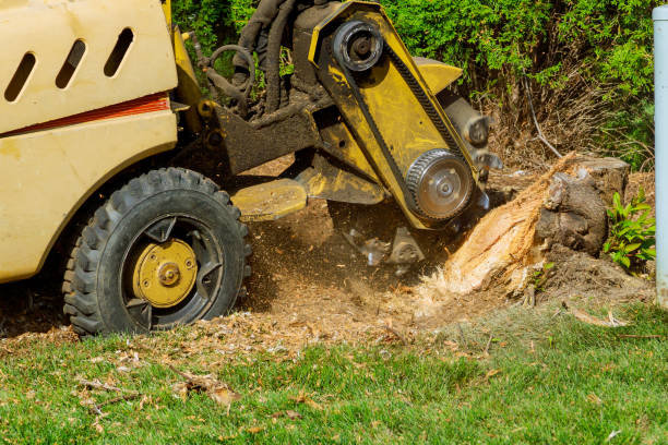 How Our Tree Care Process Works  in  Springerville, AZ