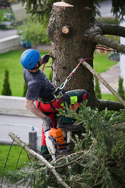 Trusted Springerville, AZ Tree Removal Experts